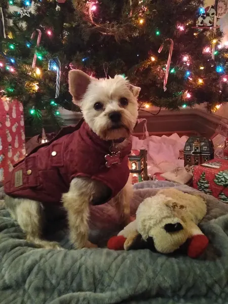 Yorkie at Christmas
